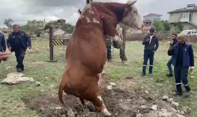 Amasya'da çukura düşen inek vinç yardımıyla kurtarıldı