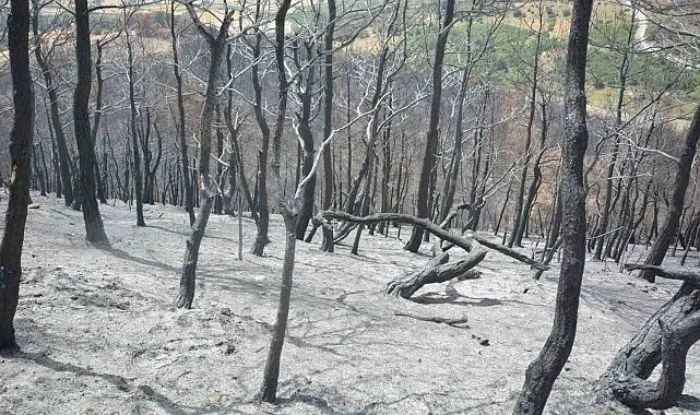 Susurluk'ta yangından etkilenen ormanlık alan yeniden yeşillendirilecek