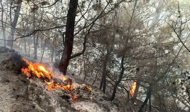Muğla Gökova Körfezi'nde orman yangını