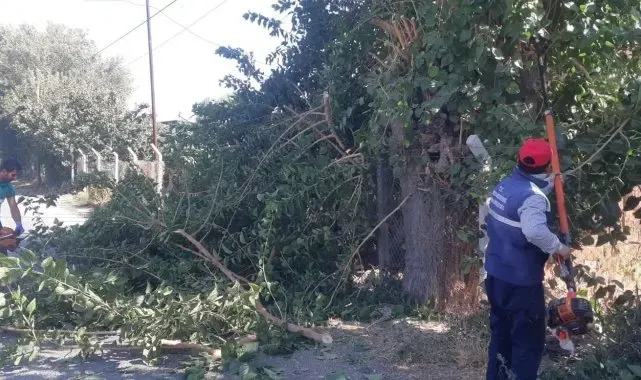 Efeler'de ağaç budama çalışmaları sürüyor
