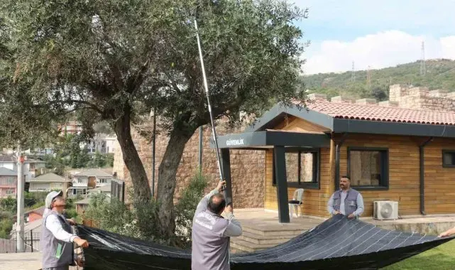 Kamusal alandaki zeytinler ihtiyaç sahipleri için toplanıyor