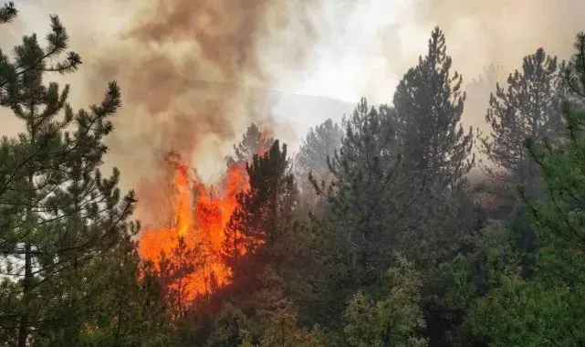Hisarcık'ta orman yangını