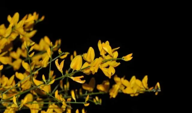 Yunanistan'da keşfettikleri çalı türüne 'komşu borçağı' adını verdiler