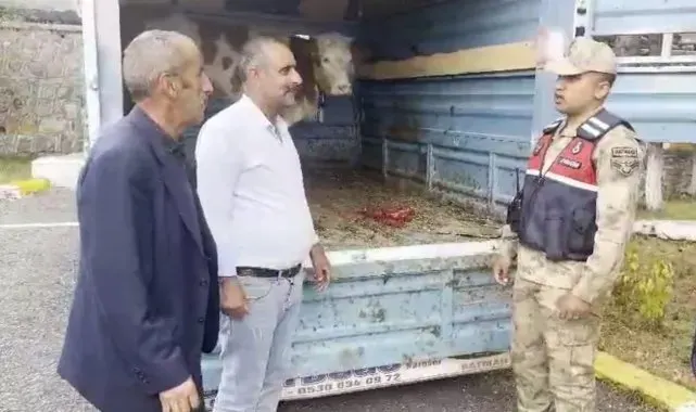 Ardahan çalınan büyükbaş hayvan Kars'ta jandarmaya takıldı