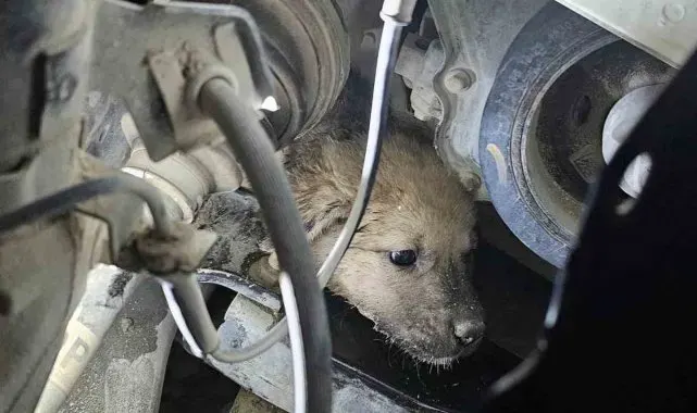 Aracın motoruna giren yavru köpek, lastik sökülerek kurtarıldı