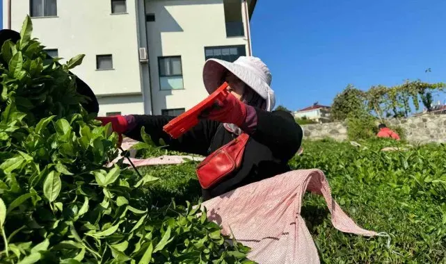 Çayda 4. sürgün geldi, üreticilerin yüzü güldü