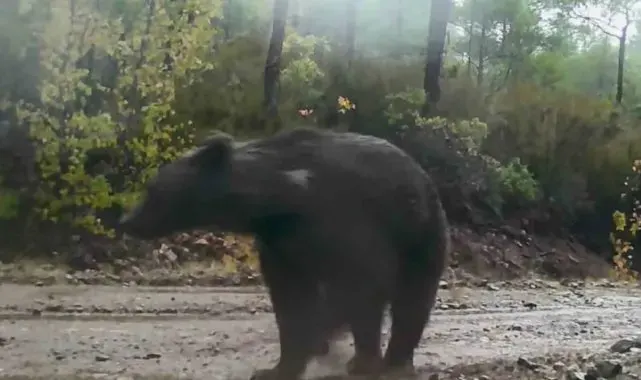 Muğla'da yaban hayatı fotokapana yansıdı