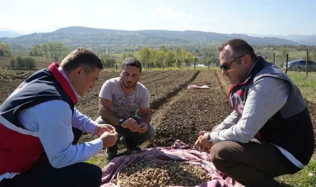 Doğada toplanması yasak olan salebin üretimi artıyor: Kastamonu'da 12 dekar alanda dikim başladı