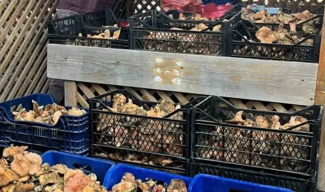 Türkeli'de mantar bolluğu