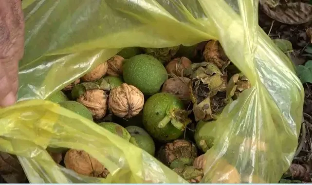 Tescilli Şebin cevizinde hasat başladı