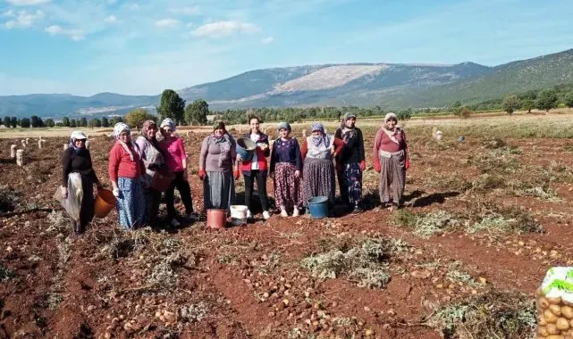 Domaniç'te patates hasat çalışmaları kontrol edildi