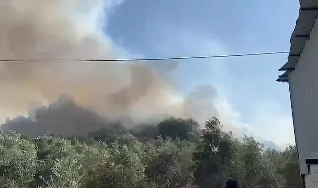 Aksu'da ormanlık ve zeytinlik alanda yangın