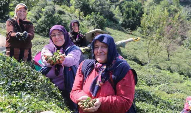 Çayın yaprağı da çöpü de tohumu da para ediyor