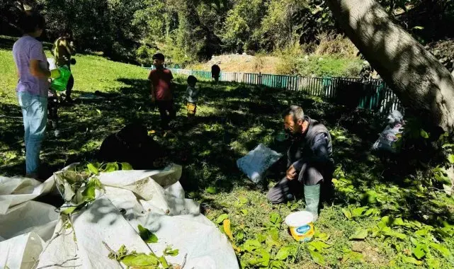 Şırnak'ta ceviz hasadı başladı