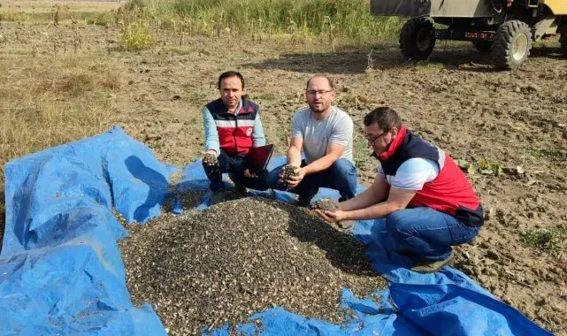 Simav'da yağlık ayçiçeği hasadına başlandı