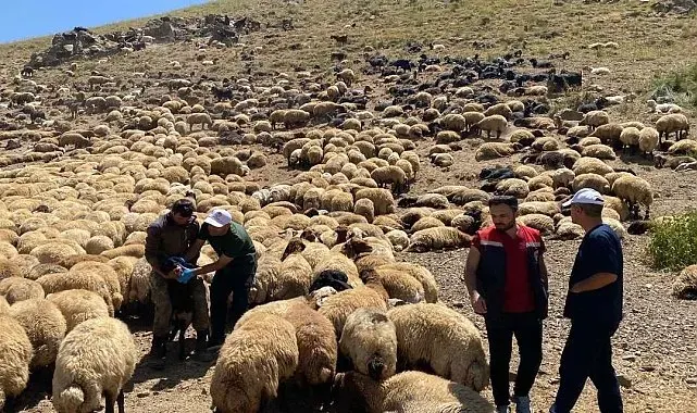 Şırnak'ta veteriner hekimlerden yaylalarda sağlık taraması ve eğitim seferberliği