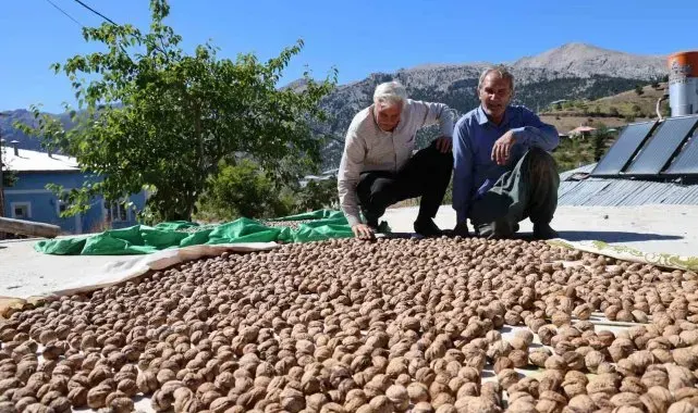 Saimbeyli Çeralan cevizi tescil yolunda