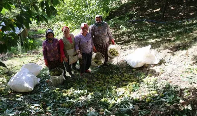 Aydın dağlarında kestane hasadı telaşı başladı