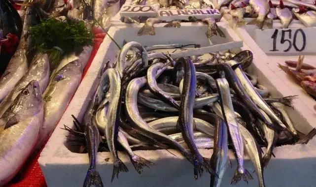 Karadeniz'de zargana bereketi