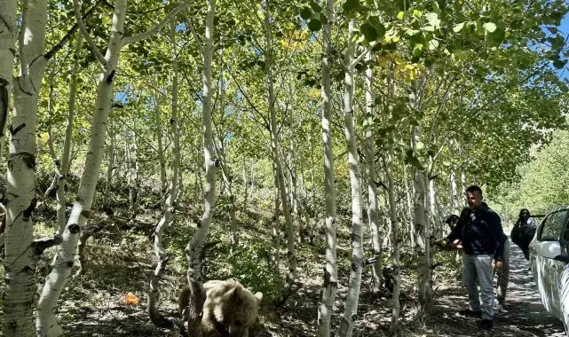 Nemrut'un maskotu bozayılar ve ekosistem tehlike altında
