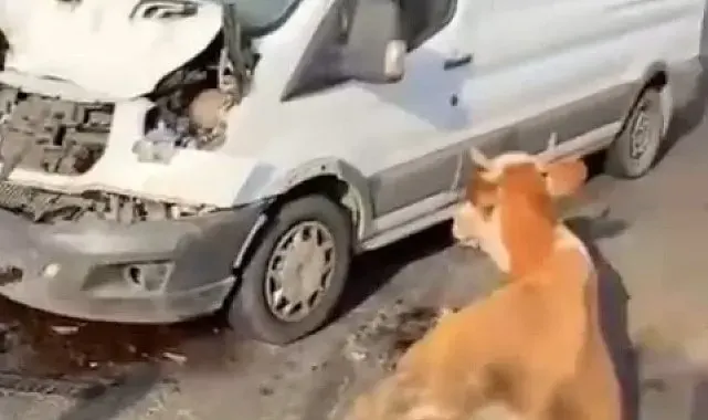 Minibüsün çarptığı inekler son anda kesildi