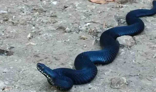 Bilecik'te zehirli baran engerek yılanı görüldü
