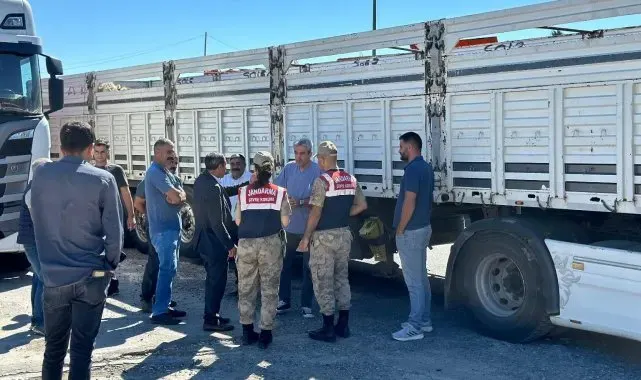 Diyarbakır'da sevk belgesi olmayan 384 adet hayvan kontrole takıldı