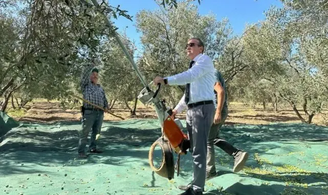 Kaymakam İlyas Memiş, Çoruk Mahallesi'nde zeytin hasadına katıldı