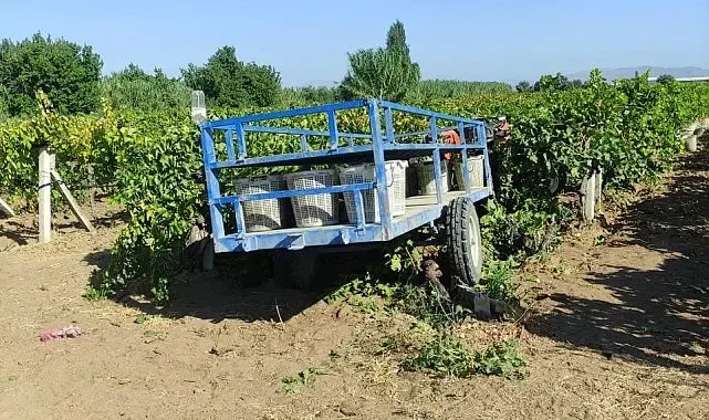 Manisa'da üzüm bağında feci kaza