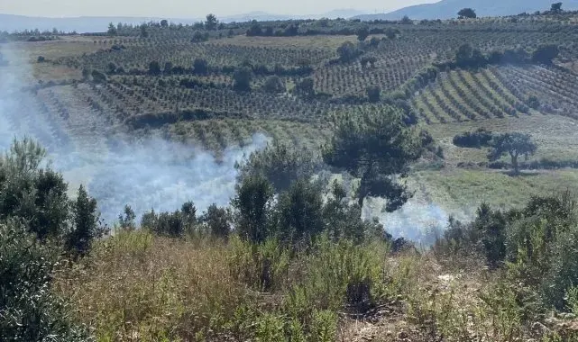 Osmaniye'de otluk alanda başlayan yangın zeytin ağaçlarına sıçradı