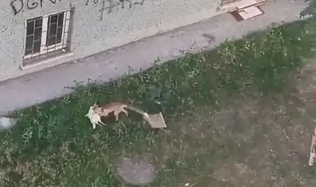 Şehrin ortasındaki tavuk hırsızı tilki