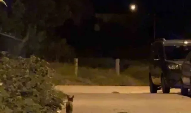 Tekirdağ'da şehir merkezinde dolaşan tilki şaşırttı