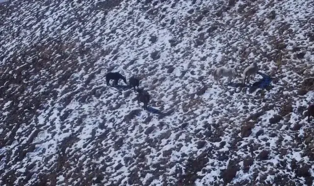 Bayburt ve Erzincan'ın yüksek kesimlerine kar yağdı