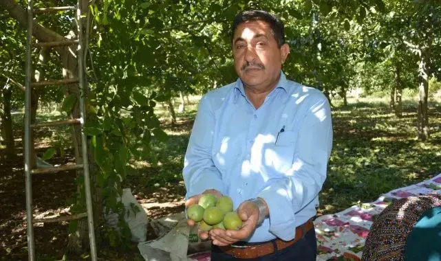 Modern tekniklerle toplanan Niksar cevizinde kalite zirveye taşındı