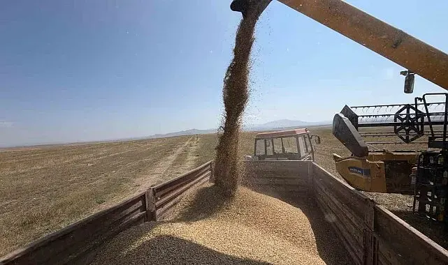Kars'ta binlerce yıllık Kavılca buğdayında hasat mesaisi başladı