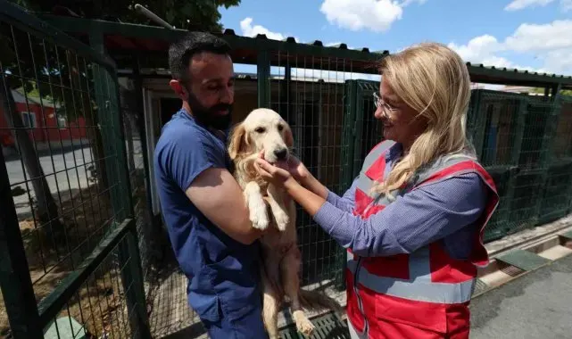 Bakırköy'de 37 tane sokak hayvanı yeni yuvasına kavuştu