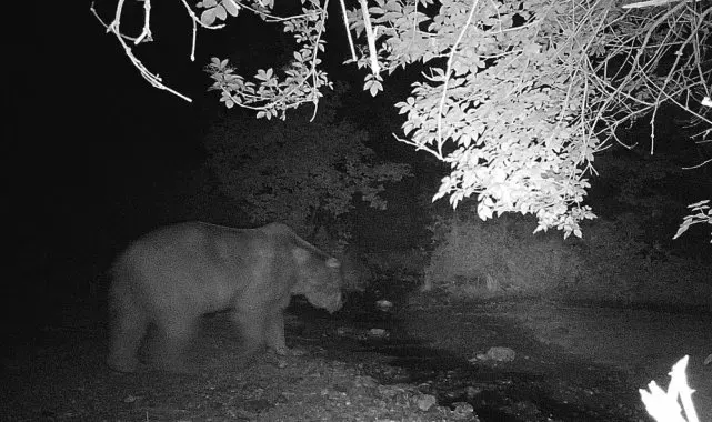 Bilecik'te fotokapana yakalanan ayı ve domuzun görüntüsü gülümsetti