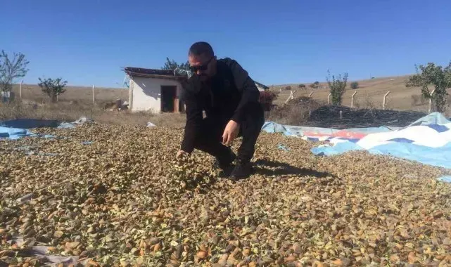 Yozgat'ta badem hasadı başladı