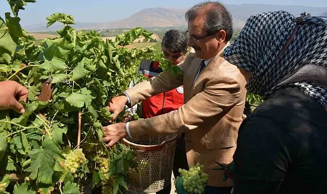 Kaymakam Güldoğan bağa girip üzüm kesti