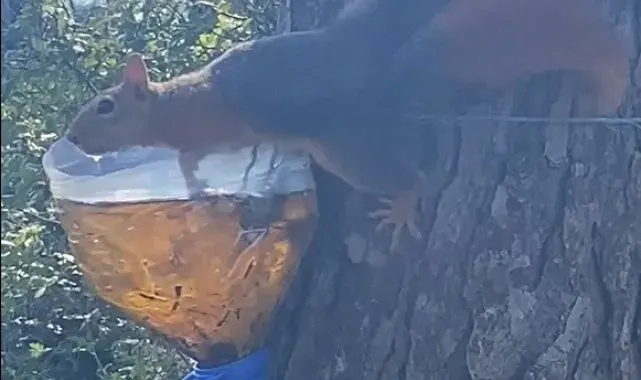 Sinop'ta su içen sincap kameralara yakalandı