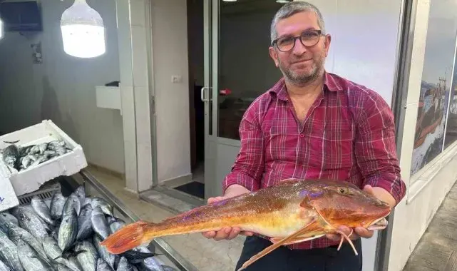 Sinop'ta ağlara takılan kırlangıç balığı ilgi odağı oldu
