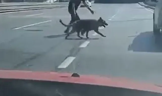 Beylikdüzü E-5'te sürücülerden köpek kurtarma operasyonu