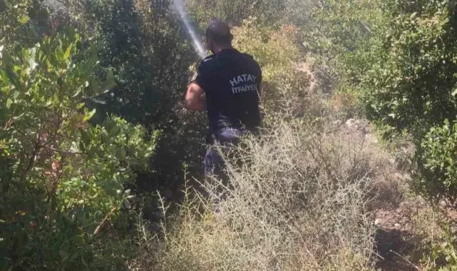 Altınözü'nde zeytinlik yangını