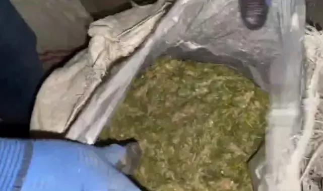 Kağızman'da esrar ve kenevir operasyonu