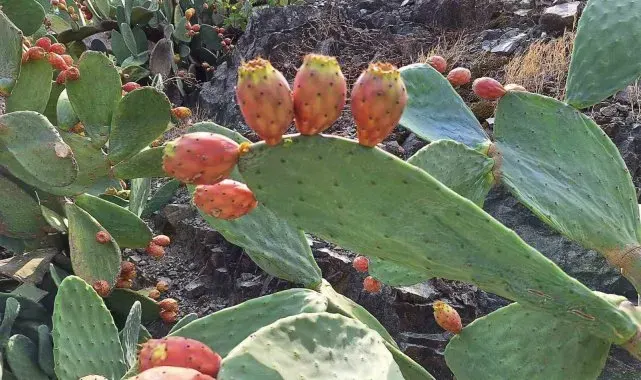 Muğla'da dikenli incir, ekonomiye kazandırılıyor