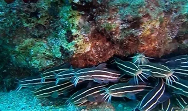 Antalya Körfezi'nde ilk kez görüntülendi: Zehirli çizgili kedi balığı