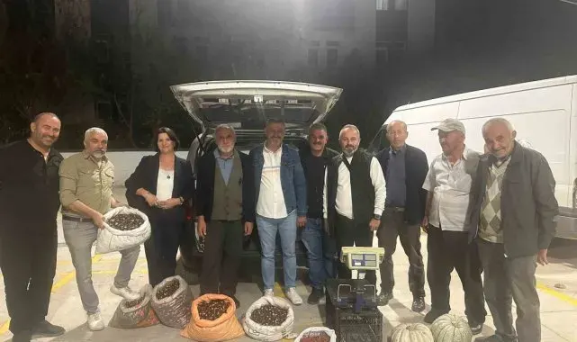 Kuzu kestane pazara indi