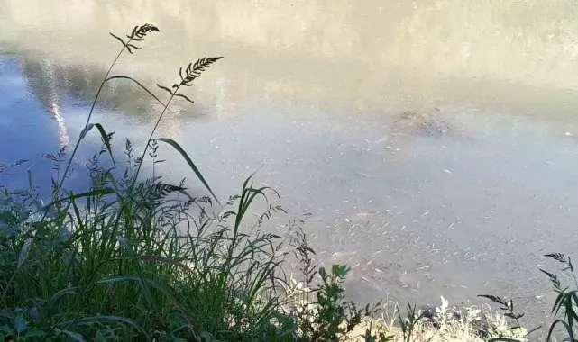 Bartın Irmağı'nda toplu balık ölümleri yaşandı
