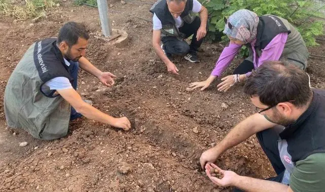 Siirt'te salep üretimi için deneme alanı kuruldu