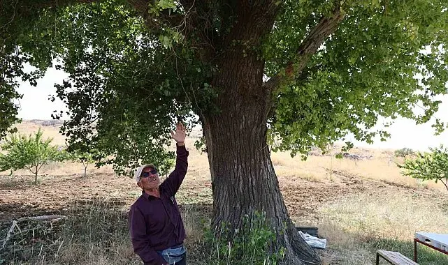 Kahramanmaraş'ta 300 yıllık kavak ağacı